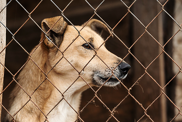 포토 JPG 해외이미지 동물 1 응시 얼굴 새끼 포유류 주택 털 자물쇠 사람없음 울타리 반려동물 머리 슬픔 기다림 구출 닫기 개 강아지 고독 보호 가난 버리기 새장 망사 송곳니 노숙자 기르기 우울증 입양 혼자 해외포토 시선 감정 컨셉 모션 건물 신체부위 담장 직물 도움 치아 질병 돌봄 케이지 파일형식 이미지허브