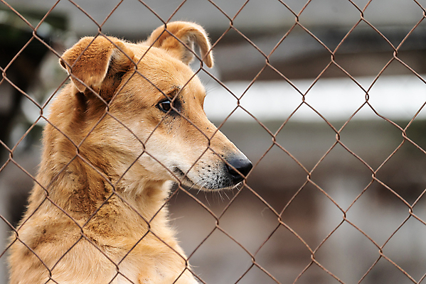 포토 JPG 해외이미지 동물 1 응시 얼굴 새끼 포유류 주택 털 자물쇠 사람없음 울타리 반려동물 머리 슬픔 기다림 구출 닫기 개 강아지 고독 보호 가난 버리기 새장 망사 송곳니 노숙자 기르기 우울증 입양 혼자 해외포토 시선 감정 컨셉 모션 건물 신체부위 담장 직물 도움 치아 질병 돌봄 케이지 파일형식 이미지허브