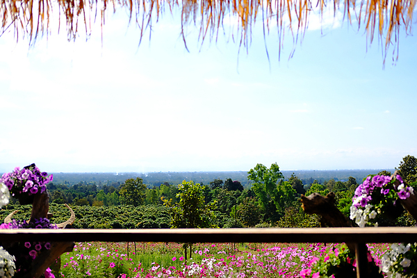 포토 JPG 해외이미지 식물 공원 꽃 꽃무늬 밭 자연 사람없음 야외 목재 장식 환경 정원 벚꽃 시골 개화 내추럴 해외포토 나무 공공시설 무늬 농업 재료 생태계 파일형식 이미지허브