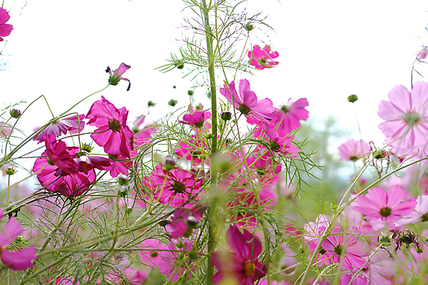 포토 JPG 해외이미지 식물 꽃잎 꽃 꽃무늬 밭 자연 사람없음 야외 정원 벚꽃 개화 코스모스 해외포토 무늬 농업 생태계 파일형식 이미지허브