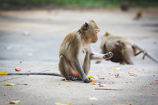 포토 JPG 해외이미지 동물 여자 야생동물 포유류 가족 태국 자연 엄마 털 사랑 동양인 사람없음 갈색 원숭이 아기 그룹 숲 작음 먹기 발리 인도네시아 유인원 돌봄 해외포토 감정 아시아 컬러 섬 관계 모션 사람 인종 크기 생태계 파일형식 이미지허브