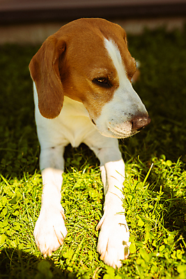 포토 JPG 해외이미지 동물 공원 행복 백그라운드 밭 포유류 자연 휴식 생물 따뜻함 건강 피곤 사람없음 야외 초록색 여름 반려동물 머리 쌓기 귀여움 우정 뜨거움 개 혀 코 사냥개 비글 솜털 송곳니 거짓말 기르기 유래 해외포토 계절 공공시설 감정 컬러 컨셉 농업 모션 신체부위 친구 입 치아 생태계 돌봄 파일형식 이미지허브