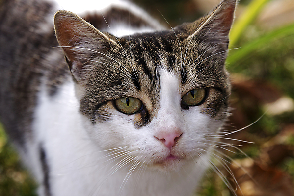 포토 JPG 해외이미지 동물 응시 얼굴 장난 포유류 자연 수염 거리 털 앉기 사람없음 야외 반려동물 갈색 머리 고양이 회색 흰색 모피 버리기 배고픔 코 얼룩무늬 솜털 노숙자 해외포토 시선 컬러 무늬 모션 신체부위 생태계 파일형식 이미지허브