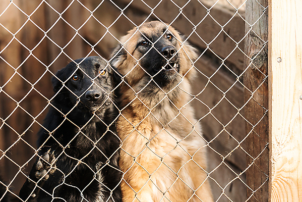 포토 JPG 해외이미지 동물 응시 얼굴 새끼 포유류 주택 털 자물쇠 사람없음 울타리 반려동물 머리 슬픔 기다림 구출 닫기 개 강아지 고독 보호 가난 버리기 새장 망사 송곳니 노숙자 기르기 우울증 입양 혼자 해외포토 시선 감정 컨셉 모션 건물 신체부위 담장 직물 도움 치아 질병 돌봄 케이지 파일형식 이미지허브
