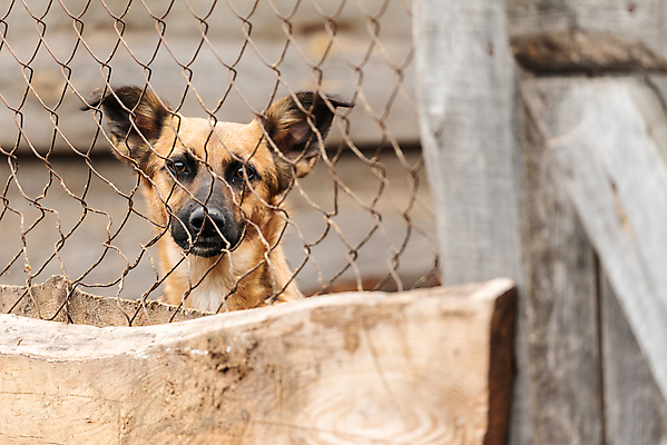 포토 JPG 해외이미지 동물 1 응시 얼굴 새끼 포유류 주택 털 자물쇠 사람없음 울타리 반려동물 머리 슬픔 기다림 구출 닫기 개 강아지 고독 보호 가난 버리기 새장 망사 송곳니 노숙자 기르기 우울증 입양 혼자 해외포토 시선 감정 컨셉 모션 건물 신체부위 담장 직물 도움 치아 질병 돌봄 케이지 파일형식 이미지허브