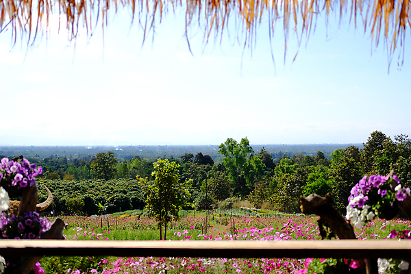 포토 JPG 해외이미지 식물 공원 꽃 꽃무늬 밭 자연 사람없음 야외 목재 장식 환경 정원 벚꽃 시골 개화 내추럴 해외포토 나무 공공시설 무늬 농업 재료 생태계 파일형식 이미지허브