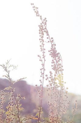 포토 JPG 해외이미지 나무 식물 1 꽃 여행 백그라운드 밭 공 자연 산 사람없음 야외 목재 초록색 컬러풀 들꽃 벚꽃 흰색 신선 개화 개울 약초 숲 허브 스위스 러시아 침엽수 스텝 시베리아 캐모마일 투입 해외포토 유럽 컬러 농업 재료 모션 강 풀_식물 생태계 파일형식 이미지허브