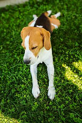 포토 JPG 해외이미지 동물 공원 행복 백그라운드 밭 포유류 자연 휴식 생물 따뜻함 건강 피곤 사람없음 야외 초록색 여름 반려동물 머리 쌓기 귀여움 우정 뜨거움 개 혀 코 사냥개 비글 솜털 송곳니 거짓말 기르기 유래 해외포토 계절 공공시설 감정 컬러 컨셉 농업 모션 신체부위 친구 입 치아 생태계 돌봄 파일형식 이미지허브