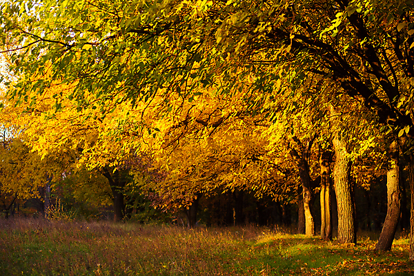 포토 JPG 해외이미지 주간 단풍 낙엽 자연 단풍나무 풍경 사람없음 야외 노란색 가을풍경 가을 풀 숲속 해외포토 자연요소 나무 식물 계절 컬러 잎 숲 생태계 파일형식 가을_계절 이미지허브