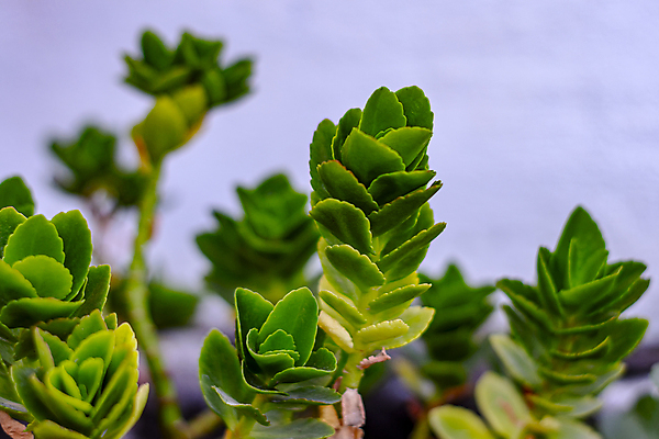 포토 JPG 해외이미지 나무 식물 계절 공원 백그라운드 컨셉 잎 자연 하늘 사람없음 야외 초록색 태양 뷰티 새싹 우주 환경 정원 봄 성장 흰색 나뭇가지 신선 숲 유기농 원예 질감 내추럴 아열대 해외포토 자연요소 웰빙 공공시설 컬러 취미 생태계 파일형식 이미지허브