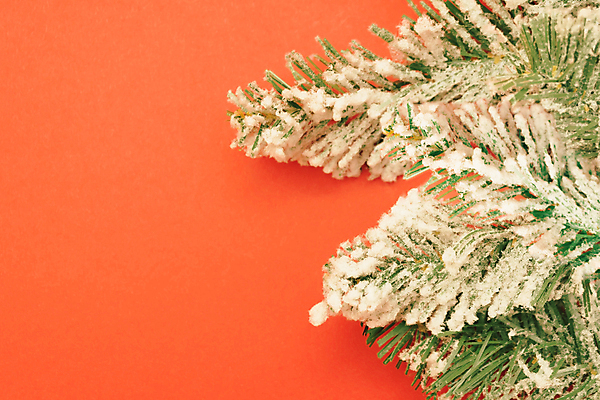 포토 JPG 해외이미지 나무 식물 계절 백그라운드 크리스마스장식 크리스마스 겨울 자연 휴가 새로움 새해 프레임 사람없음 장식 가로 초록색 우주 공백 나뭇가지 시골 눈송이 닫기 12월 연도 묘사 질감 전나무 고립 카피스페이스 해외포토 기념일 컬러 컨셉 모션 눈_날씨 날짜 생태계 파일형식 이미지허브