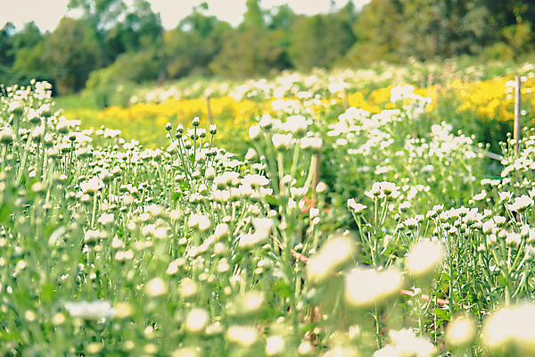 포토 JPG 해외이미지 식물 꽃잎 꽃 꽃무늬 밭 자연 국화 사람없음 야외 장식 정원 벚꽃 개화 데이지 해외포토 무늬 농업 생태계 파일형식 이미지허브