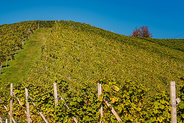 포토 JPG 해외이미지 나무 식물 계절 산업 음식 백그라운드 잎 밭 농업 과일 자연 포도 추상 건강 풍경 사람없음 야외 초록색 여름 햇빛 태양 농장 와인 정원 맑음 수확 성장 가을 나뭇가지 시골 신선 원형 오스트리아 달콤 다발 포도밭 포도나무 내추럴 숙성 슬로베니아 양조장 해외포토 자연요소 도형 유럽 컬러 무늬 날씨 주류 맛 과일나무 생태계 파일형식 이미지허브
