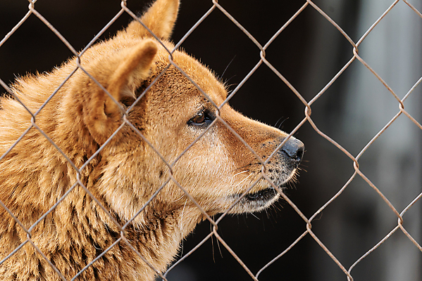 포토 JPG 해외이미지 동물 1 응시 얼굴 새끼 포유류 주택 털 자물쇠 사람없음 울타리 반려동물 머리 슬픔 기다림 구출 닫기 개 강아지 고독 보호 가난 버리기 새장 망사 송곳니 노숙자 기르기 우울증 입양 혼자 해외포토 시선 감정 컨셉 모션 건물 신체부위 담장 직물 도움 치아 질병 돌봄 케이지 파일형식 이미지허브
