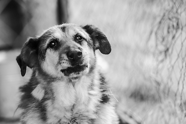 포토 JPG 해외이미지 동물 1 응시 얼굴 새끼 포유류 주택 털 자물쇠 사람없음 울타리 반려동물 머리 슬픔 기다림 구출 닫기 개 강아지 고독 가난 버리기 새장 망사 송곳니 노숙자 기르기 우울증 입양 혼자 해외포토 시선 감정 컨셉 모션 건물 신체부위 담장 직물 도움 치아 질병 돌봄 케이지 파일형식 이미지허브