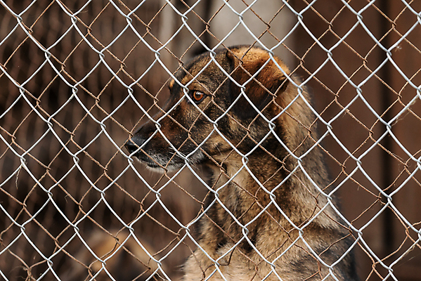 포토 JPG 해외이미지 동물 1 응시 얼굴 새끼 포유류 주택 털 자물쇠 사람없음 울타리 반려동물 머리 슬픔 기다림 구출 닫기 개 강아지 고독 보호 가난 버리기 새장 망사 송곳니 노숙자 기르기 우울증 입양 혼자 해외포토 시선 감정 컨셉 모션 건물 신체부위 담장 직물 도움 치아 질병 돌봄 케이지 파일형식 이미지허브