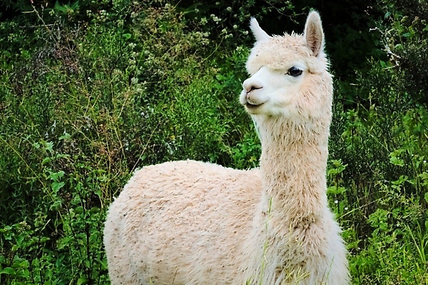 포토 JPG 해외이미지 동물 여행 털 사람없음 세계 가축 흰색 남아메리카 양모 동물상 알파카 이국적 페루 해외포토 컬러 아메리카 조형물 직물 파일형식 이미지허브