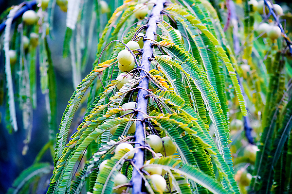 포토 JPG 해외이미지 계절 열매 낙엽 잎 과일 재료 자연 건강 사람없음 초록색 약 신선 맛 약초 인도인 먹기 허브 유기농 보케 고립 구스베리 숙성 채식주의자 해외포토 외국인 식물 웰빙 컬러 컨셉 의학 모션 동양인 풀_식물 생태계 채식 파일형식 이미지허브