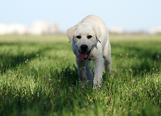 포토 JPG 해외이미지 응시 공원 행복 어린이 놀이 탁자 사람없음 반려동물 노란색 귀여움 기쁨 개 리트리버 달콤 강아지 래브라도리트리버 위치 창백 기르기 유래 해외포토 동물 시선 공공시설 감정 컬러 가구 컨셉 포유류 사람 맛 돌봄 파일형식 이미지허브