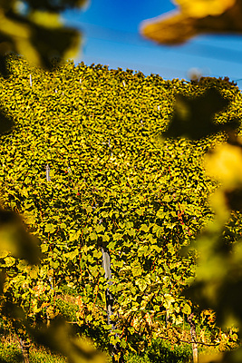 포토 JPG 해외이미지 나무 식물 계절 산업 음식 백그라운드 잎 밭 농업 과일 자연 포도 추상 건강 풍경 사람없음 야외 초록색 여름 햇빛 태양 농장 와인 정원 맑음 수확 성장 가을 나뭇가지 시골 신선 원형 오스트리아 달콤 다발 포도밭 포도나무 내추럴 숙성 슬로베니아 양조장 해외포토 자연요소 도형 유럽 컬러 무늬 날씨 주류 맛 과일나무 생태계 파일형식 이미지허브