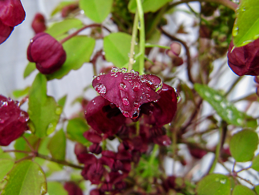 포토 JPG 해외이미지 식물 꽃잎 꽃 잎 꽃무늬 농업 과일 자연 사람없음 야외 초록색 물 컬러풀 새싹 정원 초콜릿 일본 보라색 봄 젖음 성장 벚꽃 물방울 나뭇가지 신선 닫기 이슬 제비꽃 향기 포도나무 내추럴 떠남 해외포토 자연요소 나무 계절 산업 아시아 컬러 무늬 모션 디저트 과일나무 생태계 냄새 파일형식 이미지허브