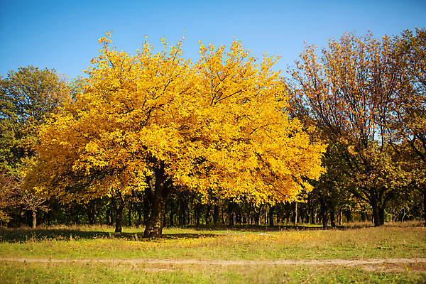 포토 JPG 해외이미지 주간 나무 공원 자연 풍경 사람없음 야외 가을풍경 가을 은행나무 해외포토 자연요소 식물 계절 공공시설 생태계 파일형식 가을_계절 이미지허브