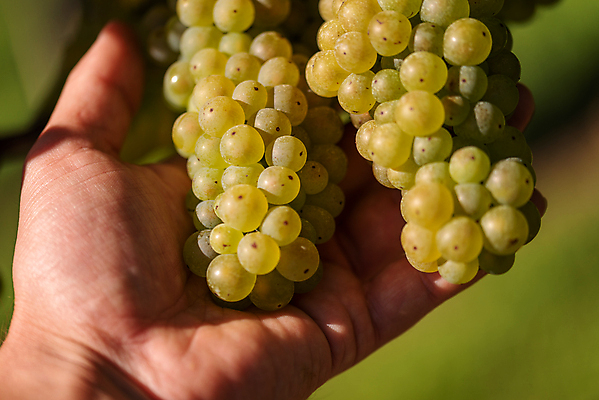 포토 JPG 해외이미지 나무 식물 손 계절 얼굴 음식 백그라운드 잎 농업 과일 자연 포도 노동자 건강 손바닥 사람 사람없음 초록색 여름 농장 와인 보라색 수확 가을 흰색 시골 신선 잡기 오스트리아 다발 수집 유기농 포도밭 포도나무 내추럴 밭일 숙성 양조장 해외포토 직업 웰빙 유럽 산업 컬러 밭 모션 주류 신체부위 과일나무 생태계 파일형식 이미지허브