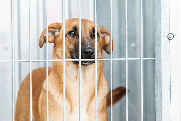 포토 JPG 해외이미지 동물 1 응시 얼굴 새끼 포유류 주택 털 자물쇠 사람없음 울타리 반려동물 머리 슬픔 기다림 구출 닫기 개 강아지 고독 보호 가난 버리기 새장 망사 송곳니 노숙자 기르기 우울증 입양 혼자 해외포토 시선 감정 컨셉 모션 건물 신체부위 담장 직물 도움 치아 질병 돌봄 케이지 파일형식 이미지허브