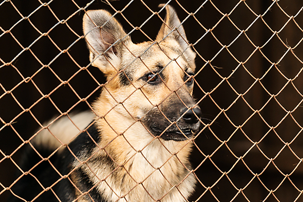 포토 JPG 해외이미지 동물 1 응시 얼굴 새끼 포유류 주택 털 자물쇠 사람없음 울타리 반려동물 머리 슬픔 기다림 구출 닫기 개 강아지 고독 보호 가난 버리기 새장 망사 송곳니 노숙자 기르기 우울증 입양 혼자 해외포토 시선 감정 컨셉 모션 건물 신체부위 담장 직물 도움 치아 질병 돌봄 케이지 파일형식 이미지허브