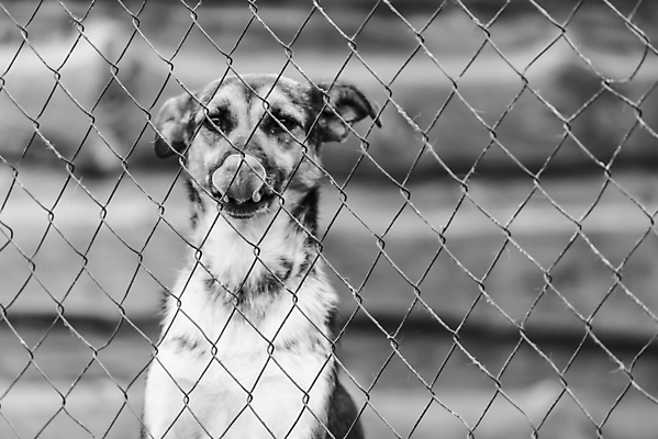 포토 JPG 해외이미지 동물 1 응시 얼굴 새끼 포유류 주택 털 자물쇠 사람없음 울타리 반려동물 머리 슬픔 기다림 구출 닫기 개 강아지 고독 가난 버리기 새장 망사 송곳니 노숙자 기르기 우울증 입양 혼자 해외포토 시선 감정 컨셉 모션 건물 신체부위 담장 직물 도움 치아 질병 돌봄 케이지 파일형식 이미지허브