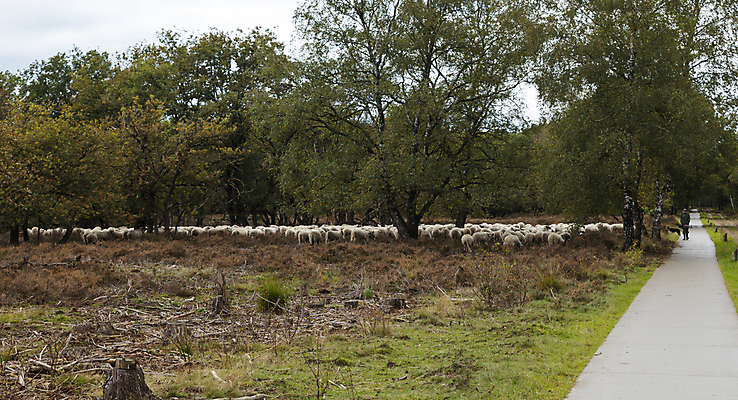 포토 JPG 해외이미지 동물 전통 라이프스타일 치즈 경비 사람없음 환경 우유 흰색 시골 양 개 숲 방목 네덜란드 양모 해외포토 유럽 컬러 포유류 유제품 안전 생활 직물 보호 축산업 파일형식 이미지허브