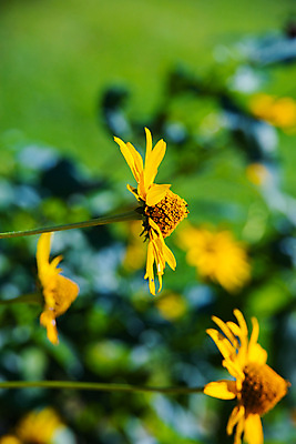 포토 JPG 해외이미지 식물 꽃잎 꽃 백그라운드 잎 꽃무늬 자연 풍경 사람없음 야외 초록색 여름 컬러풀 뷰티 노란색 정원 봄 벚꽃 인사 개화 묘사 장면 내추럴 해외포토 계절 컬러 무늬 예절 생태계 파일형식 이미지허브