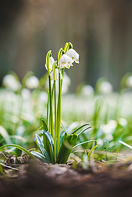 포토 JPG 해외이미지 식물 계절 공원 꽃잎 꽃 유럽 백그라운드 꽃무늬 자연 사람없음 야외 초록색 뷰티 환경 정원 맑음 봄 성장 벚꽃 흰색 눈송이 개화 숲 보케 내추럴 헌병 해외포토 공공시설 나라 컬러 무늬 날씨 눈_날씨 군인 생태계 파일형식 이미지허브