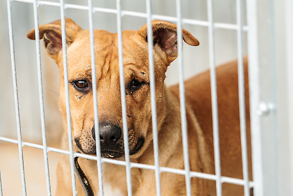 포토 JPG 해외이미지 동물 1 응시 얼굴 새끼 포유류 주택 털 자물쇠 사람없음 울타리 반려동물 머리 슬픔 기다림 구출 닫기 개 강아지 고독 보호 가난 버리기 새장 망사 송곳니 노숙자 기르기 우울증 입양 혼자 해외포토 시선 감정 컨셉 모션 건물 신체부위 담장 직물 도움 치아 질병 돌봄 케이지 파일형식 이미지허브