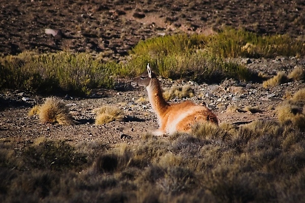 포토 JPG 해외이미지 동물 야생동물 포유류 자연 초식동물 건조 사람없음 사막 아르헨티나 내추럴 산악지대 동물상 스텝 해외포토 산 조형물 남아메리카 생태계 파일형식 이미지허브