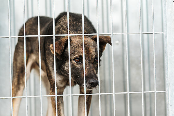 포토 JPG 해외이미지 동물 1 응시 얼굴 새끼 포유류 주택 털 자물쇠 사람없음 울타리 반려동물 머리 슬픔 기다림 구출 닫기 개 강아지 고독 보호 가난 버리기 새장 망사 송곳니 노숙자 기르기 우울증 입양 혼자 해외포토 시선 감정 컨셉 모션 건물 신체부위 담장 직물 도움 치아 질병 돌봄 케이지 파일형식 이미지허브