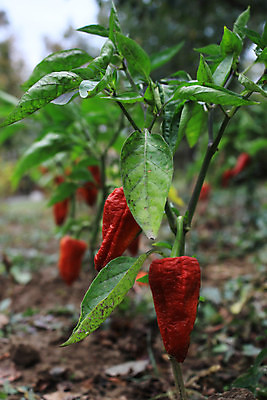 포토 JPG 해외이미지 식물 계절 산업 음식 줄기 백그라운드 잎 밭 농업 채소 과일 자연 고추 파프리카 건조 매달리기 건강 사람없음 빨간색 초록색 농장 갈색 정원 손상 추위 수확 성장 종 시골 바이러스 질병 가난 유기농 날것 후추 시들음 내추럴 나쁜 밭일 숙성 썩음 온실 해로움 해외포토 웰빙 컬러 컨셉 의학 모션 향신료 생태계 파일형식 이미지허브