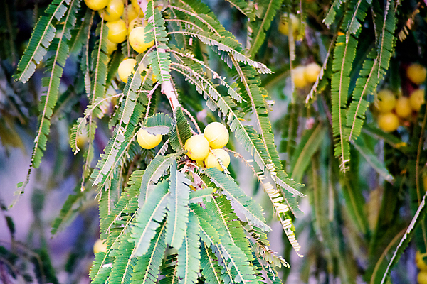 포토 JPG 해외이미지 계절 열매 낙엽 잎 과일 재료 자연 건강 사람없음 초록색 약 신선 맛 약초 인도인 먹기 허브 유기농 보케 고립 구스베리 숙성 채식주의자 해외포토 외국인 식물 웰빙 컬러 컨셉 의학 모션 동양인 풀_식물 생태계 채식 파일형식 이미지허브
