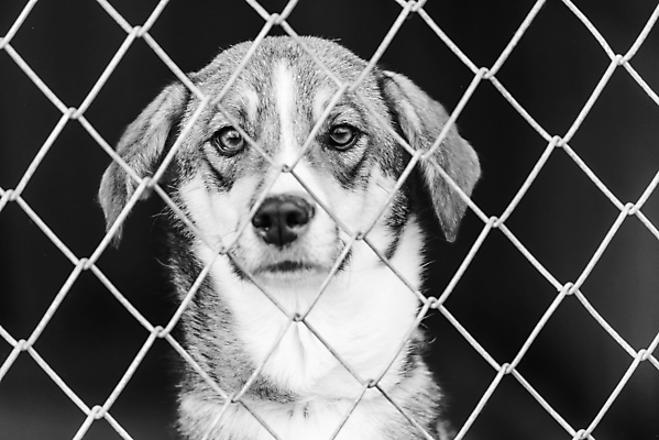 포토 JPG 해외이미지 동물 1 응시 얼굴 새끼 포유류 주택 털 자물쇠 사람없음 울타리 반려동물 머리 슬픔 기다림 구출 닫기 개 강아지 고독 가난 버리기 새장 망사 송곳니 노숙자 기르기 우울증 입양 혼자 해외포토 시선 감정 컨셉 모션 건물 신체부위 담장 직물 도움 치아 질병 돌봄 케이지 파일형식 이미지허브