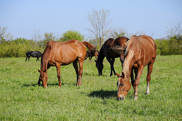 포토 JPG 해외이미지 나무 동물 여자 행복 백그라운드 밭 포유류 가족 자연 사람없음 야외 초록색 반려동물 농장 갈색 걷기 마을 봄 목장 산책 자유 승마 방목 땅 갈기 조랑말 망아지 돌봄 무료 방목장 서쪽 해외포토 식물 계절 감정 새끼 스포츠 컬러 컨셉 농업 관계 모션 휴식 사람 말_동물 축산업 방향 생태계 파일형식 이미지허브