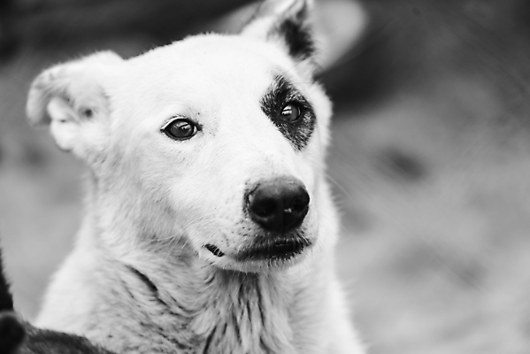 포토 JPG 해외이미지 동물 1 응시 얼굴 새끼 포유류 주택 털 자물쇠 사람없음 울타리 반려동물 머리 슬픔 기다림 구출 닫기 개 강아지 고독 가난 버리기 새장 망사 송곳니 노숙자 기르기 우울증 입양 혼자 해외포토 시선 감정 컨셉 모션 건물 신체부위 담장 직물 도움 치아 질병 돌봄 케이지 파일형식 이미지허브