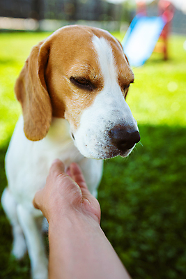 포토 JPG 해외이미지 행복 포옹 사랑 앉기 사람없음 야외 여름 반려동물 태양 평화 대접 개 주인 송곳니 거짓말 유래 타격 해외포토 자연요소 동물 계절 감정 컨셉 포유류 안기 모션 치아 파일형식 이미지허브