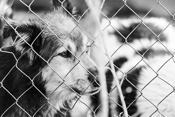 포토 JPG 해외이미지 동물 1 응시 얼굴 새끼 포유류 주택 털 자물쇠 사람없음 울타리 반려동물 머리 슬픔 기다림 구출 닫기 개 강아지 고독 가난 버리기 새장 망사 송곳니 노숙자 기르기 우울증 입양 혼자 해외포토 시선 감정 컨셉 모션 건물 신체부위 담장 직물 도움 치아 질병 돌봄 케이지 파일형식 이미지허브