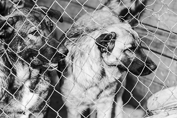 포토 JPG 해외이미지 동물 응시 얼굴 새끼 포유류 주택 털 자물쇠 사람없음 울타리 반려동물 머리 슬픔 기다림 구출 닫기 개 강아지 고독 가난 버리기 새장 망사 송곳니 노숙자 기르기 우울증 입양 혼자 해외포토 시선 감정 컨셉 모션 건물 신체부위 담장 직물 도움 치아 질병 돌봄 케이지 파일형식 이미지허브