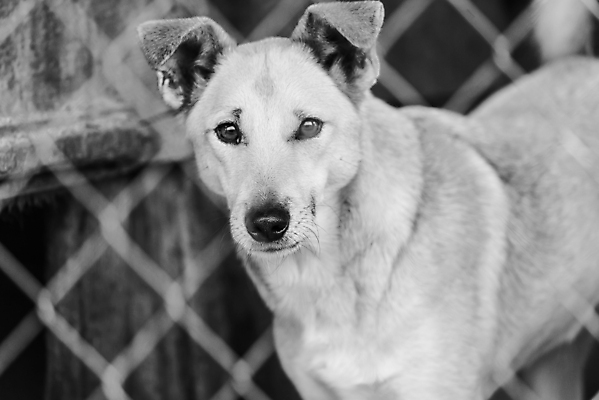 포토 JPG 해외이미지 동물 1 응시 얼굴 새끼 포유류 주택 털 자물쇠 사람없음 울타리 반려동물 머리 슬픔 기다림 구출 닫기 개 강아지 고독 가난 버리기 새장 망사 송곳니 노숙자 기르기 우울증 입양 혼자 해외포토 시선 감정 컨셉 모션 건물 신체부위 담장 직물 도움 치아 질병 돌봄 케이지 파일형식 이미지허브