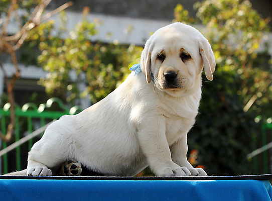 포토 JPG 해외이미지 응시 행복 어린이 놀이 탁자 사람없음 파란색 반려동물 노란색 귀여움 기쁨 개 리트리버 달콤 강아지 래브라도리트리버 위치 창백 기르기 유래 해외포토 동물 시선 감정 컬러 가구 컨셉 포유류 사람 맛 돌봄 파일형식 이미지허브