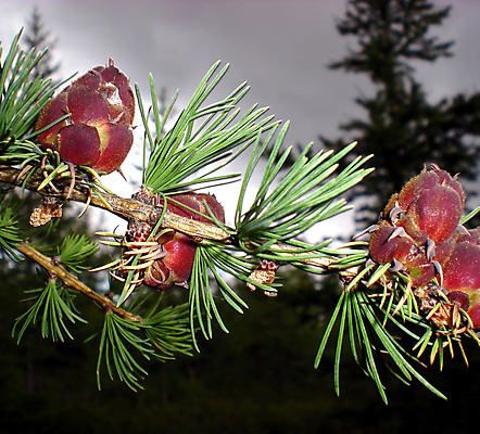 포토 JPG 해외이미지 나무 식물 계절 꽃 백그라운드 크리스마스 겨울 자연 새로움 씨앗 사람없음 목재 장식 초록색 빛 장난감 뷰티 새싹 평화 환경 봄 성장 벚꽃 약재 나뭇가지 축하 신선 개화 신장 숲 묘사 날카로움 꽃가루 상록수 침엽수 전나무 가문비나무 해외포토 기념일 컬러 컨셉 재료 약 비뇨기관 가루 생태계 파일형식 이미지허브