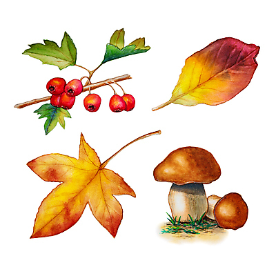 JPG 해외이미지 식물 실루엣 단풍 일러스트 붓터치 사람없음 버섯 그림 번짐 호랑가시나무열매 해외일러스트 열매 잎 촬영기법 파일형식 효과 이미지허브