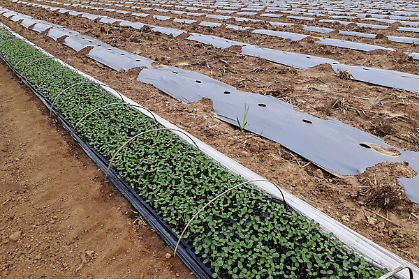 포토 JPG 해외이미지 나무 식물 음식 백그라운드 컨셉 잎 밭 농업 채소 과일 자연 새로움 수박 건강 씨앗 사람없음 초록색 농장 새싹 환경 정원 흙 봄 성장 신선 작음 유기농 원예 내추럴 땅바닥 모종 밭일 생태학 해외포토 웰빙 계절 교육 산업 컬러 바닥 취미 크기 생태계 파일형식 이미지허브