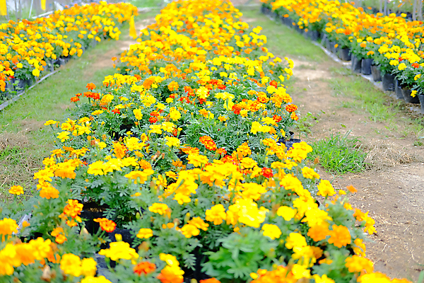 포토 JPG 해외이미지 식물 공원 꽃잎 꽃 꽃무늬 농업 자연 사람없음 장식 농장 농경지 정원 성장 벚꽃 개화 원예 내추럴 프랑스어 밭일 심기 해외포토 문자 공공시설 산업 무늬 모션 취미 생태계 파일형식 이미지허브